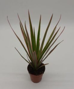Dracaena Bicolour - Dragon Tree - 20cm
