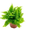 Nephrolepsis Green Fantasy