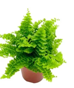 Nephrolepsis Green Fantasy