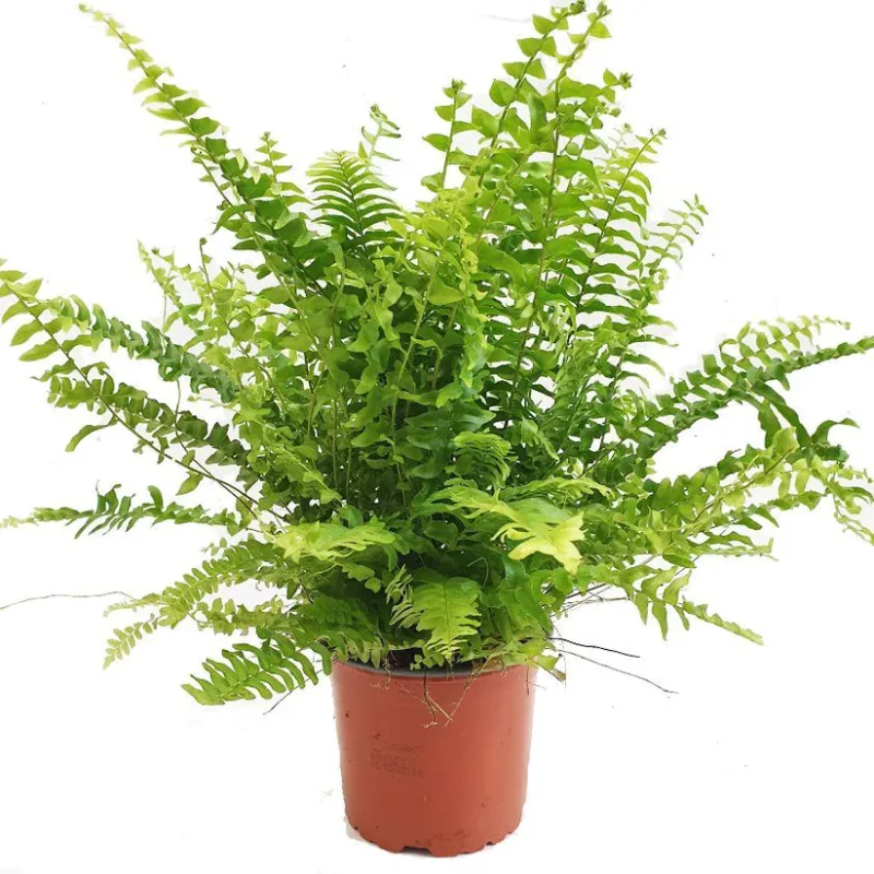 Nephrolepsis Green Moment