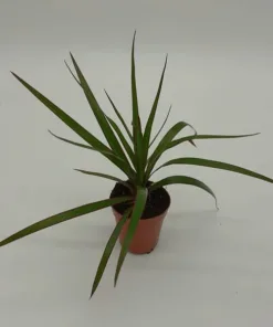 Dracaena Marginata 40cm