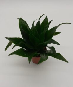 Dracaena Compacta - Medium
