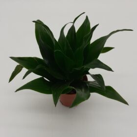 Dracaena Compacta - Medium