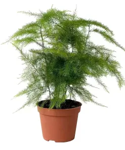 Asparagus setaceus Small