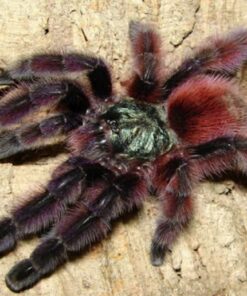 Caribena versicolor 