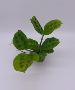 Maranta Leuconeura Green Stripe -Prayer Plant