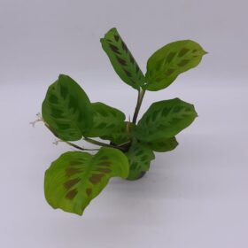 Maranta Leuconeura Green Stripe -Prayer Plant