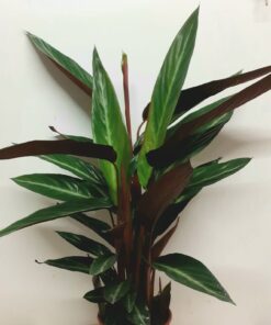 Calathea Stromanthe Stripestar 60cm