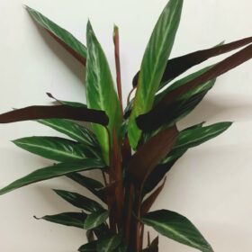 Calathea Stromanthe Stripestar 50cm