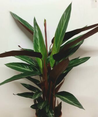 Calathea Stromanthe Stripestar 50cm