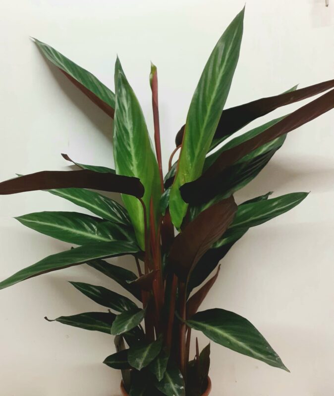 Calathea Stromanthe Stripestar 50cm