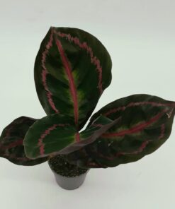 Calathea Sp5 Small