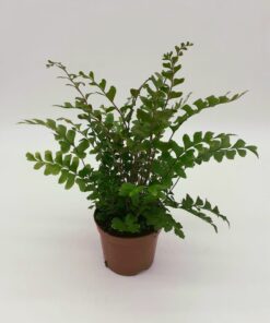 Didymochlaena truncatula - Maidenhair Tree Fern
