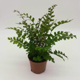 Didymochlaena truncatula - Maidenhair Tree Fern