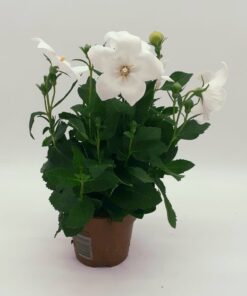 Platycodon grandiflorus