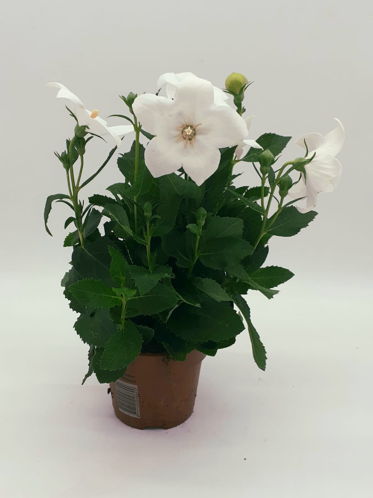 Platycodon grandiflorus