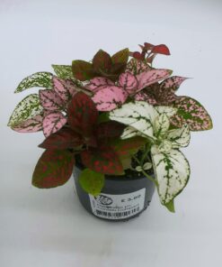 Hypoestes Confetti