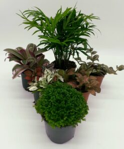 Buzzard Reptile Jungle Collection - 6 Plants