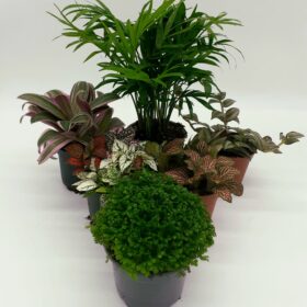 Buzzard Reptile Jungle Collection - 6 Plants