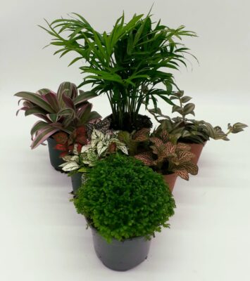 Buzzard Reptile Jungle Collection - 6 Plants