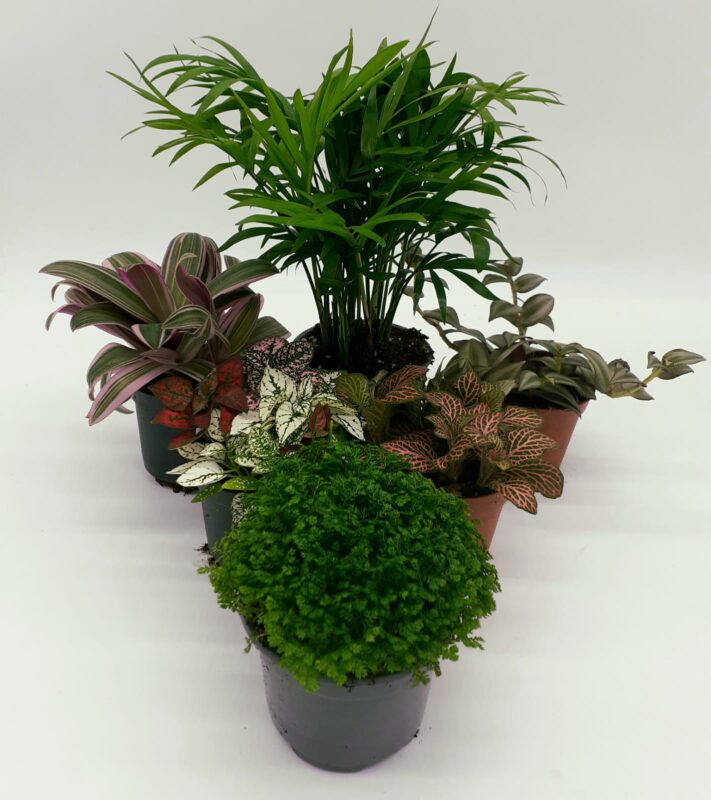 Buzzard Reptile Jungle Collection - 6 Plants