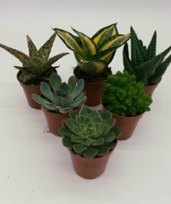 Buzzard Reptile Arid Collection - 6 Plants