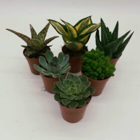 Buzzard Reptile Arid Collection - 6 Plants