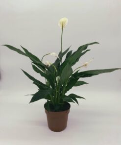 Spathiphyllum Alana - Peace Lily