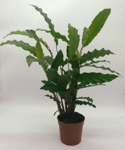 Calathea 'Blue Grass' 45cm
