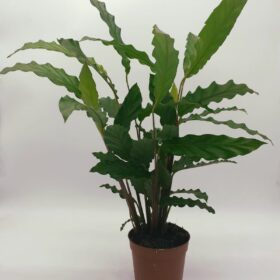 Calathea 'Blue Grass' 45cm