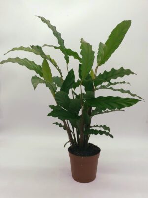 Calathea 'Blue Grass' 45cm