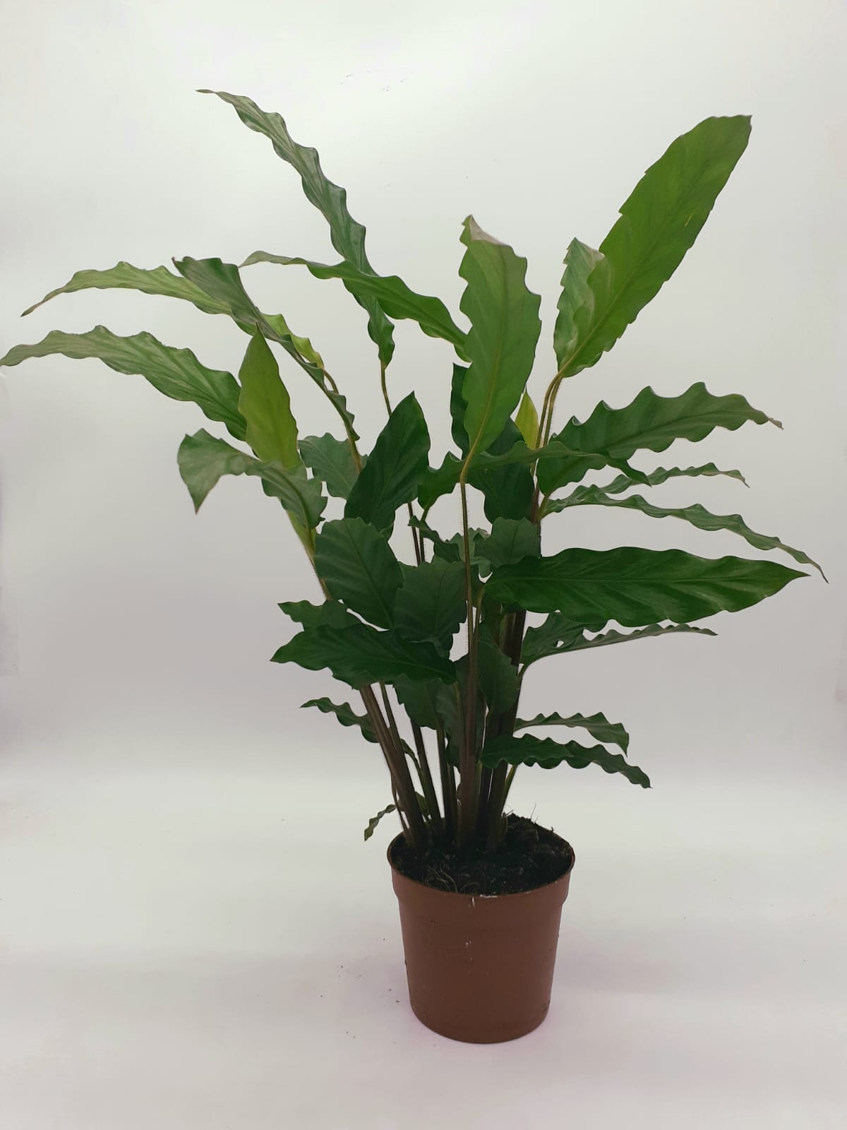 Calathea 'Blue Grass' 45cm