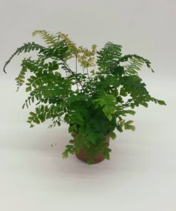 Adiantum hispidulum 'Bronze Venus' - Rough Maidenhair fern