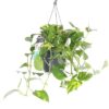 Epipremnum aureum Hanging