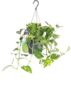 Epipremnum aureum Hanging
