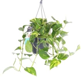 Epipremnum aureum Hanging