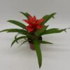 Guzmania Blitz