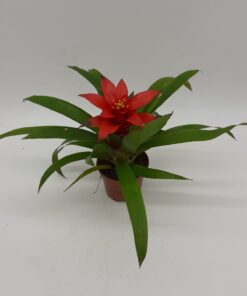Guzmania Blitz
