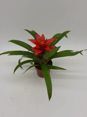 Guzmania Blitz