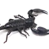 Heterometus silenus - Asian forest scorpion