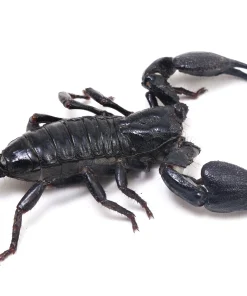 Heterometus silenus - Asian forest scorpion