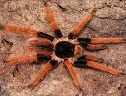 Megaphobema robustum