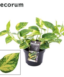 Epipremnum N'Joy Gold