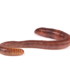 Earthworms