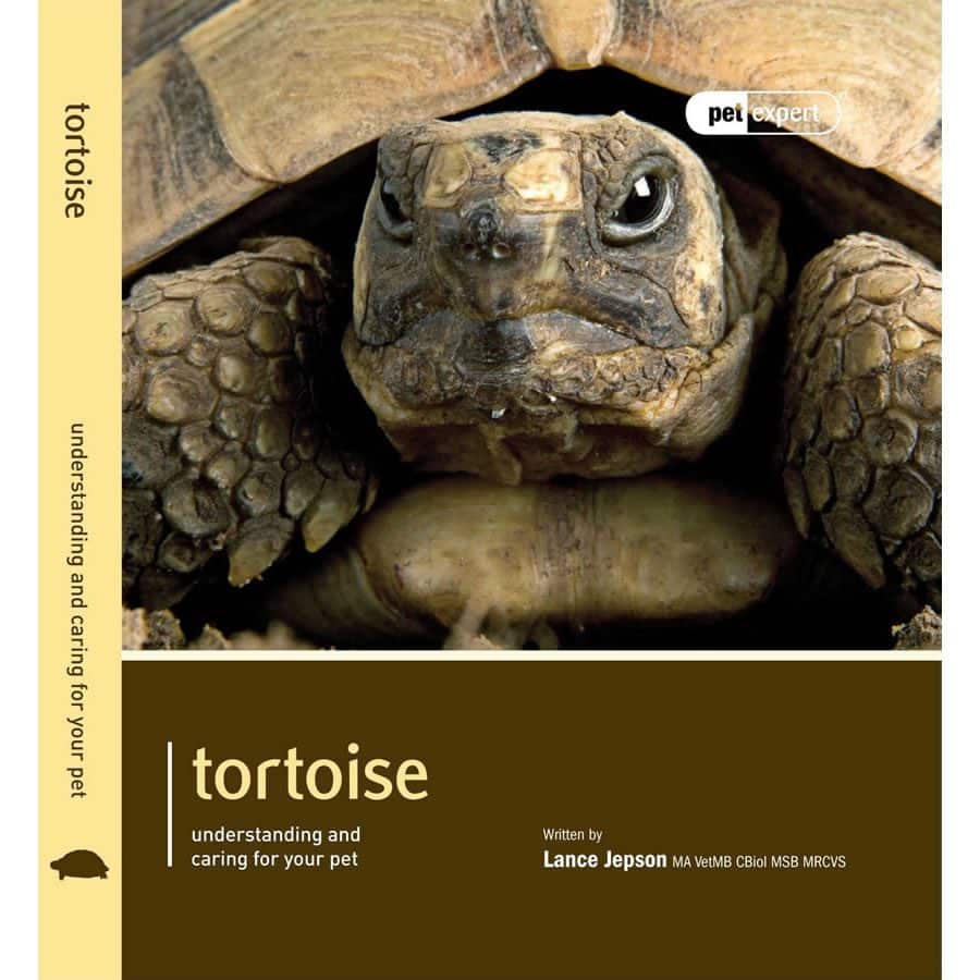 Gopher tortoise hot sale pet