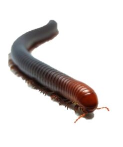 Spirostreptus servatius - Firehead Millipede