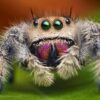 Phidippus regius