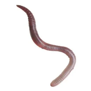 Tortoise Forest Kit - Image 4