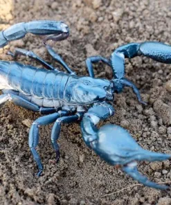 Heterometrus loaticus