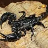 Heterometrus spinifer - Malaysian forest scorpion
